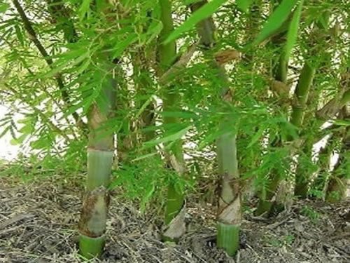 Dendrocalamus