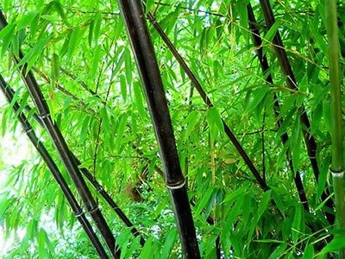 Phyllostachys Nigra