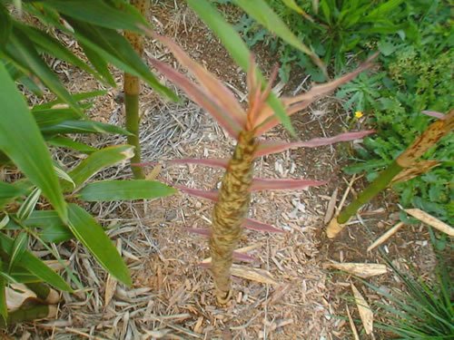 Phyllostachys Bambusoides