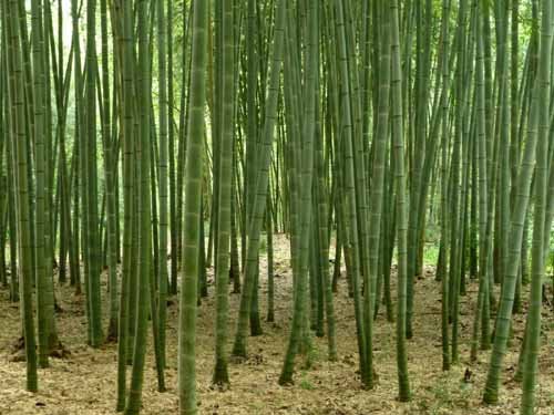 Phyllostachys Edulis